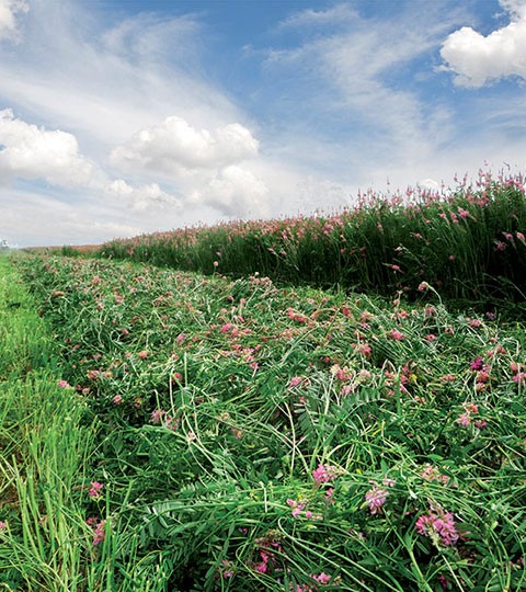 Champ de Sainfoin coupé